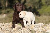 LABRADOR 643